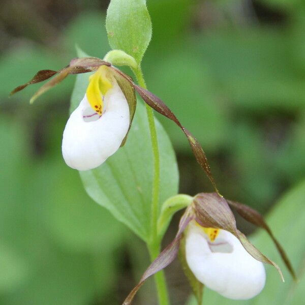 Cypripedium montanum Blomma