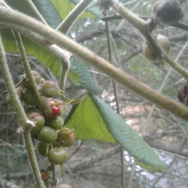 Alchornea cordifolia Fruit