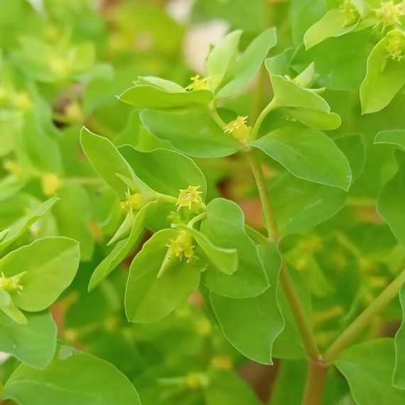 Euphorbia peplus Õis