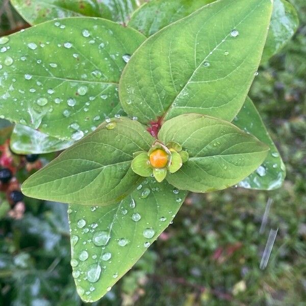 Hypericum androsaemum Leaf