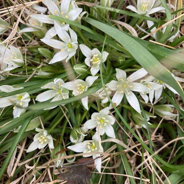 Ornithogalum exscapum 花