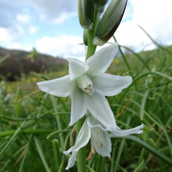 Ornithogalum nutans Flower