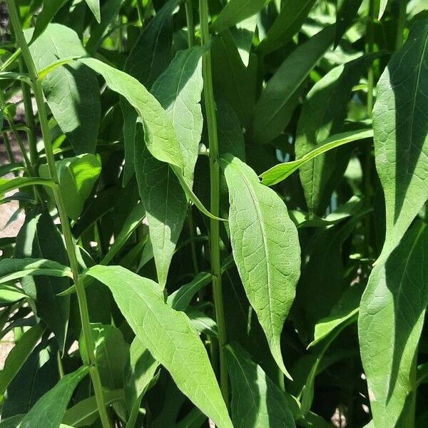 Phlox maculata List