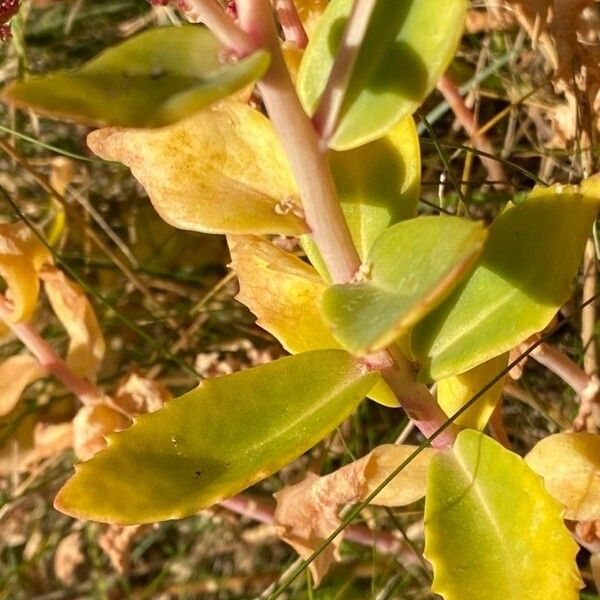 Hylotelephium telephium Leaf