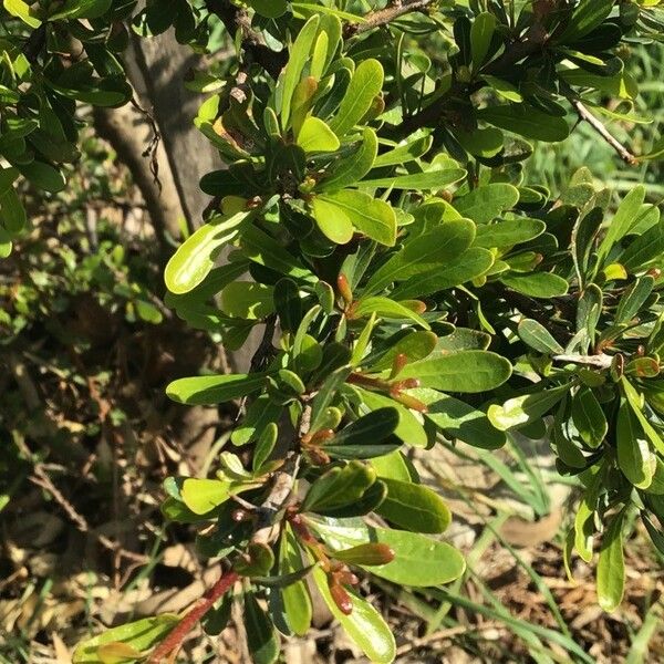 Argania spinosa Leaf