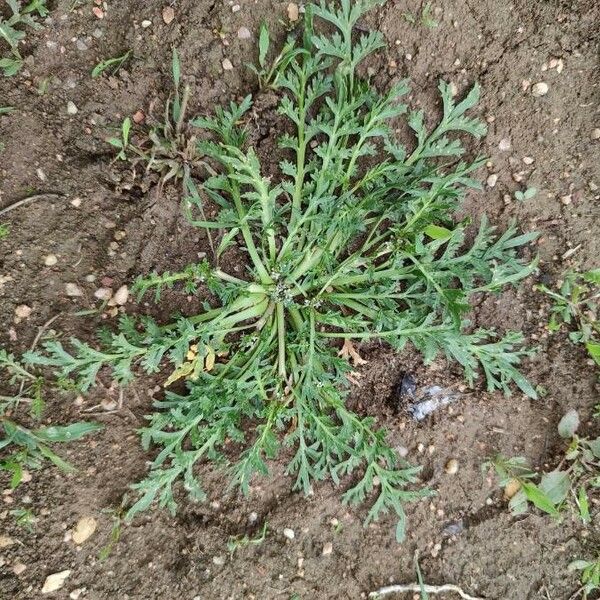 Lepidium squamatum Habit