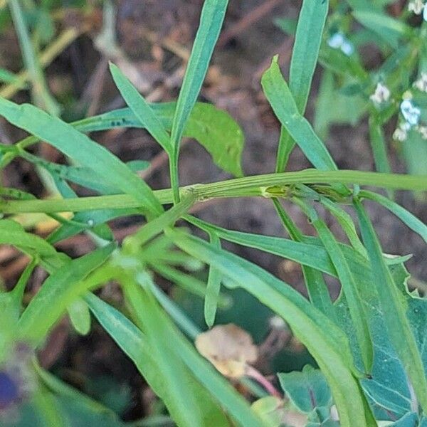 Coreopsis tinctoria Leaf