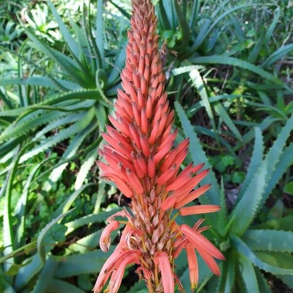 Aloe arborescens Цветок