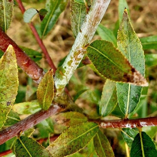 Salix daphnoides Ŝelo