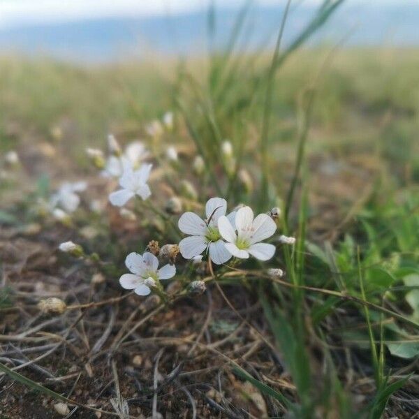 Eremogone capillaris Flower