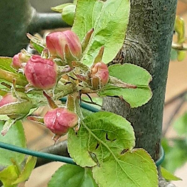 Malus sylvestris फूल