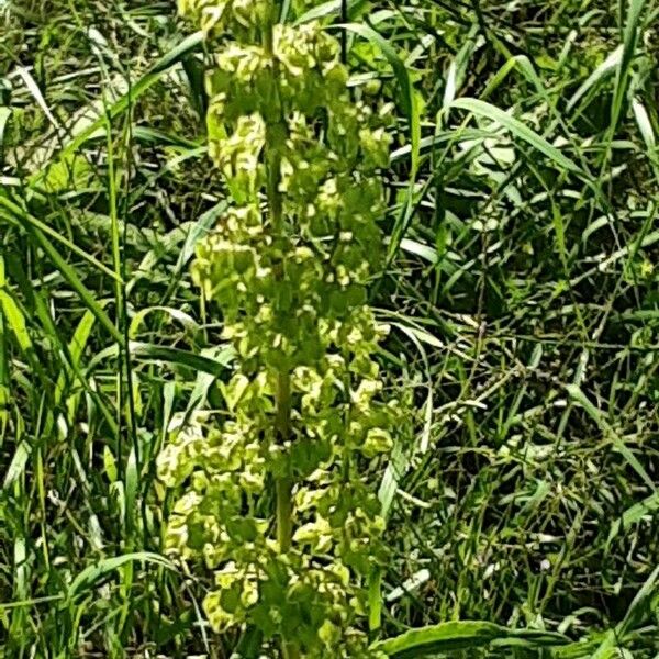 Rumex longifolius Vrucht