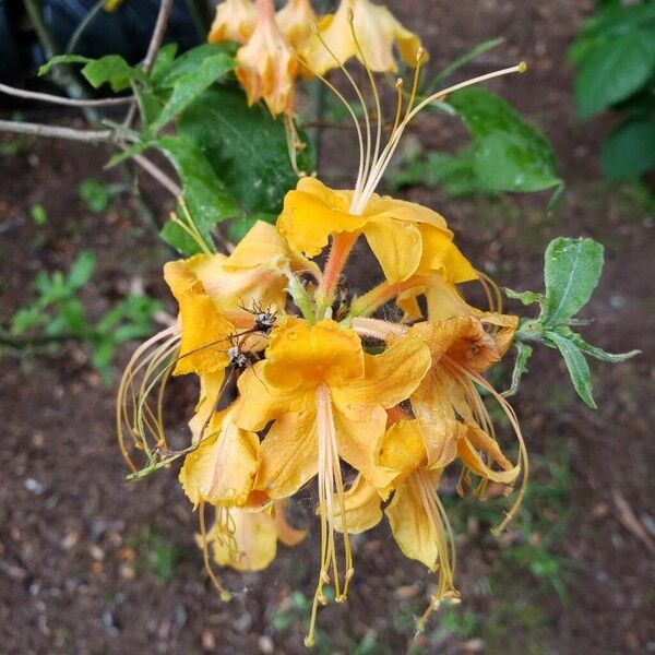 Rhododendron calendulaceum Blomma