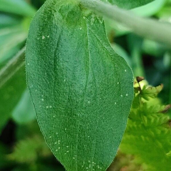 Silene dioica Blatt