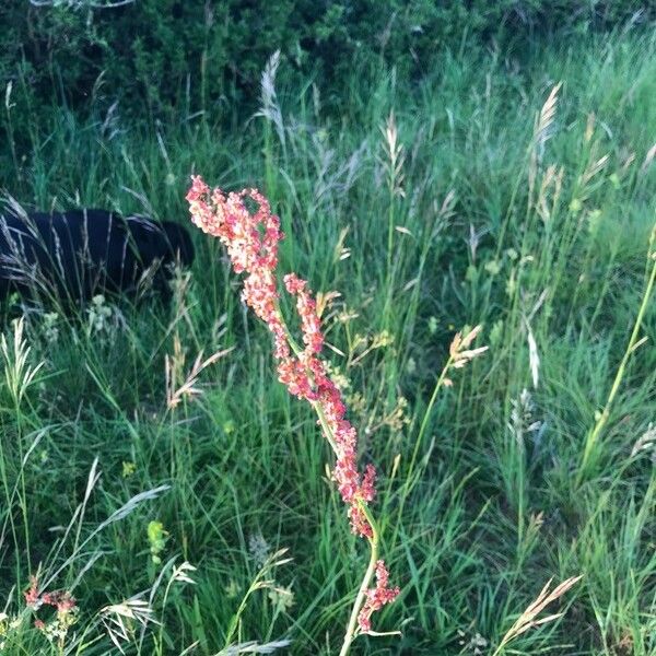 Rumex acetosella 花