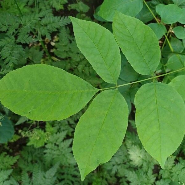 Fraxinus americana Leaf