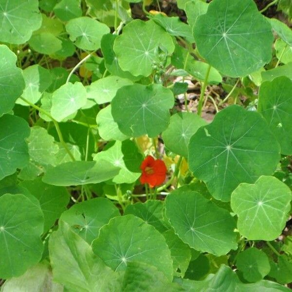 Tropaeolum majus Feuille