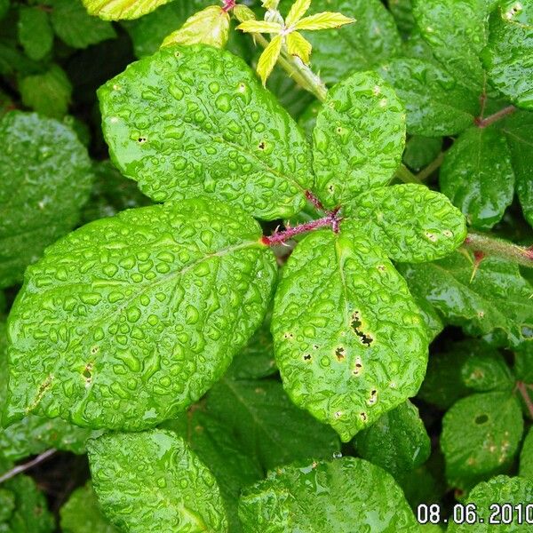 Rosa micrantha Leaf