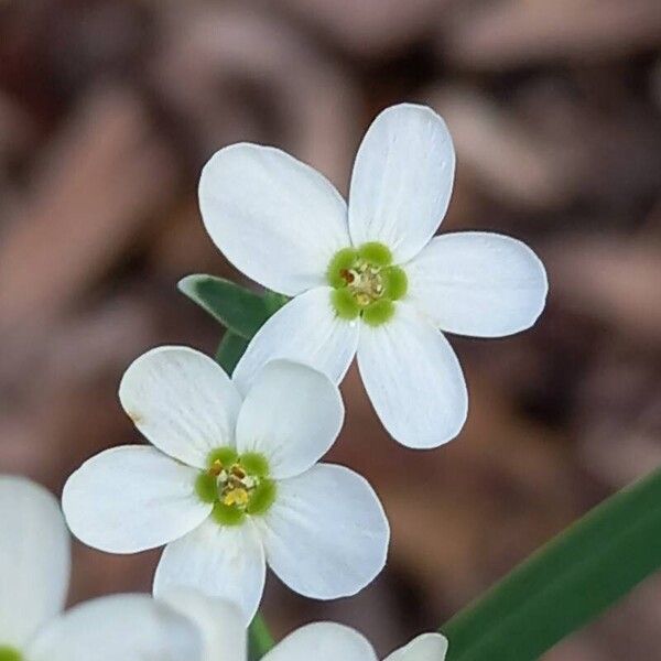 Euphorbia corollata Кветка