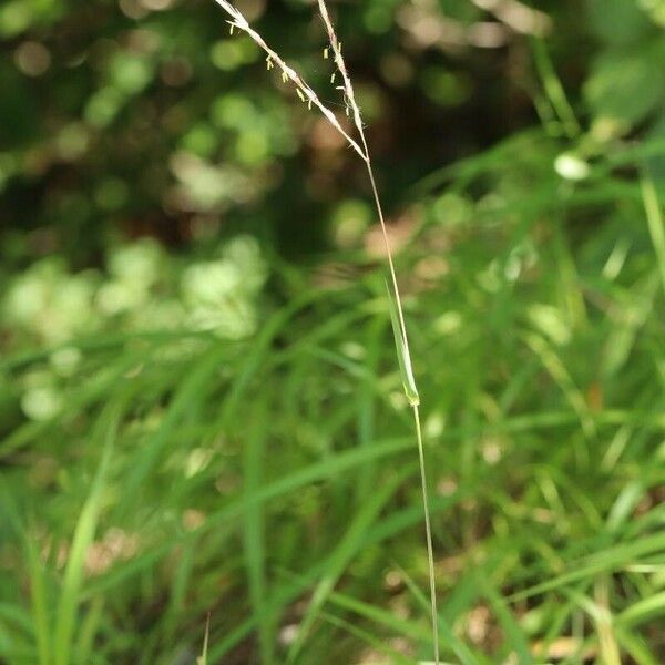 Miscanthus oligostachyus Кветка