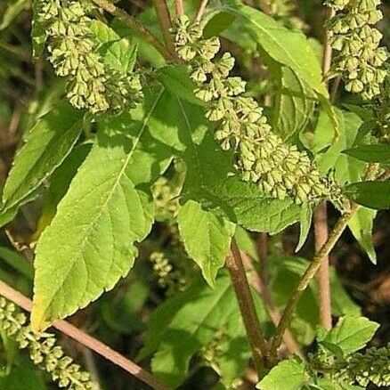 Ambrosia trifida Blomst