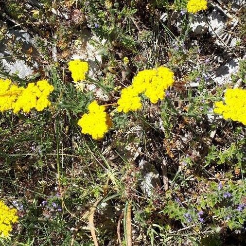 Achillea tomentosa Květ