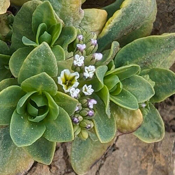 Heliotropium curassavicum Blomst