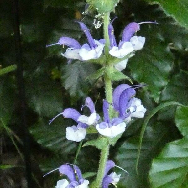 Salvia pratensis Цвят