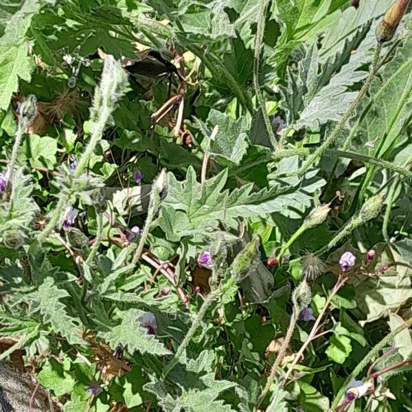 Convolvulus althaeoides Blad