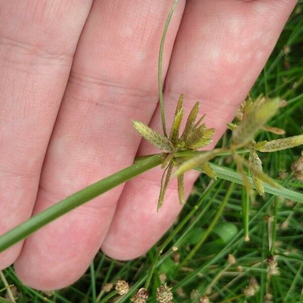 Cyperus flavescens Flower