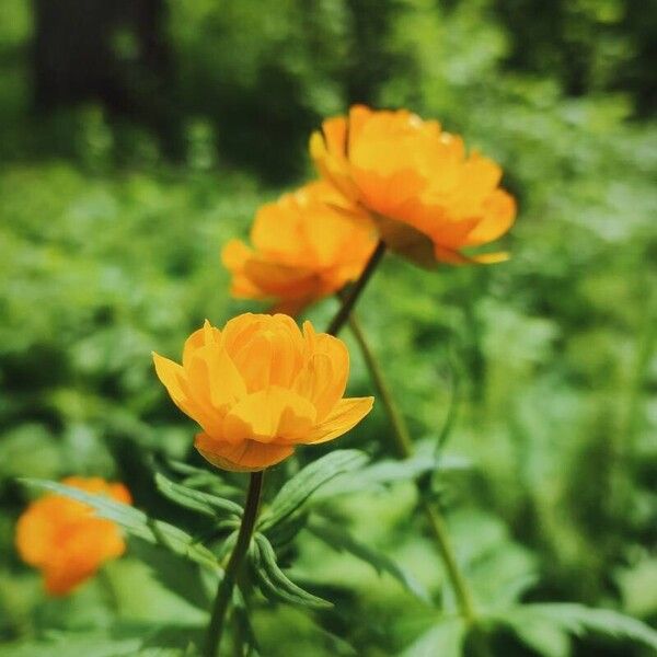 Trollius asiaticus Květ