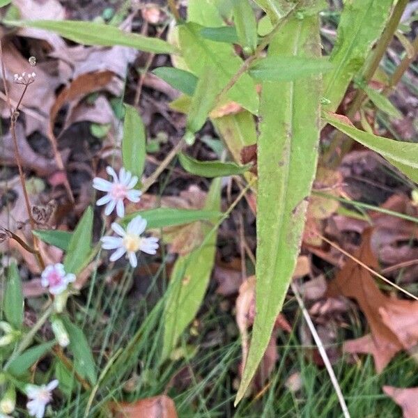 Symphyotrichum lateriflorum পাতা