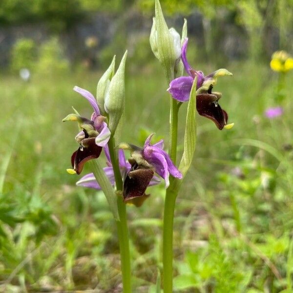 Ophrys holosericea Blomst