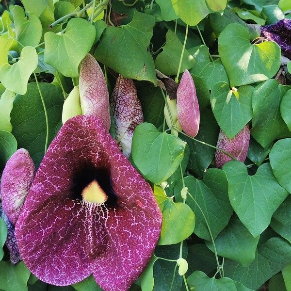 Aristolochia littoralis Λουλούδι