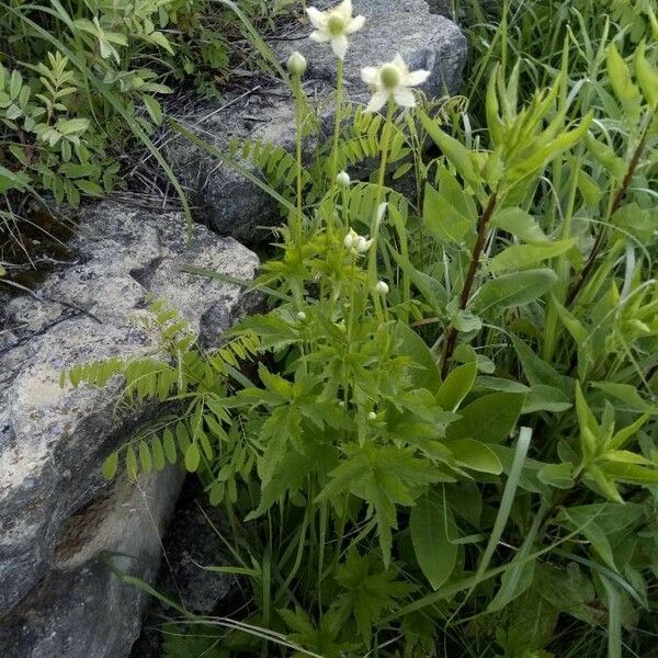 Anemone virginiana 花