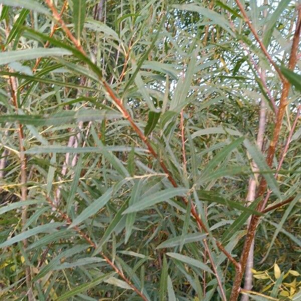 Salix exigua Fulla