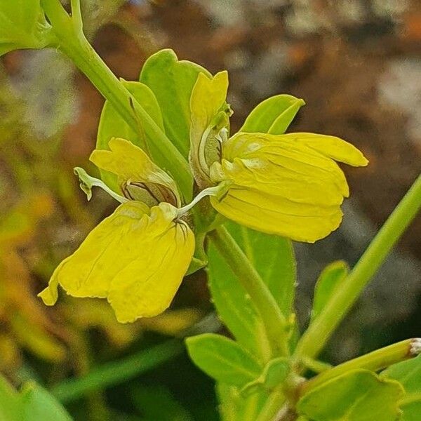 Justicia flava Blomst