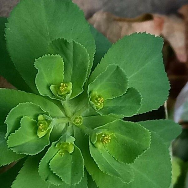Euphorbia helioscopia Flors