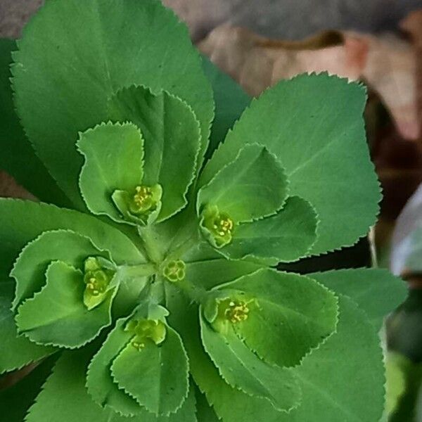 Euphorbia helioscopia 花