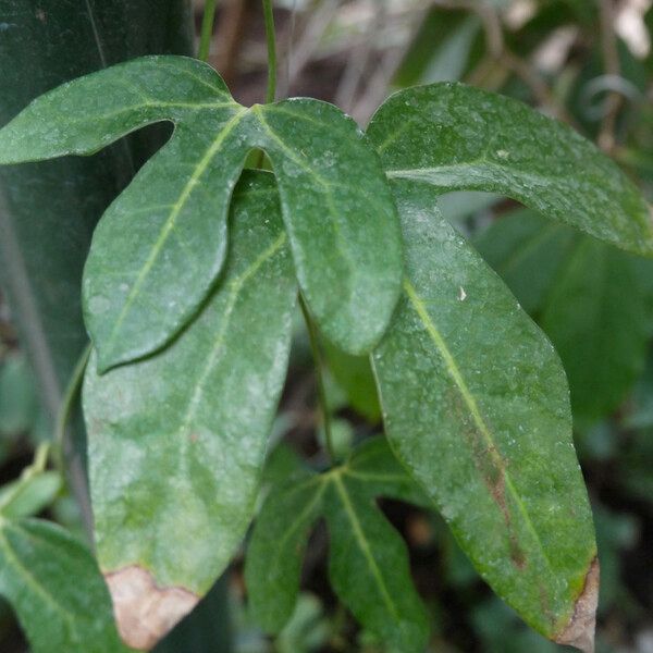 Aristolochia trilobata Kita