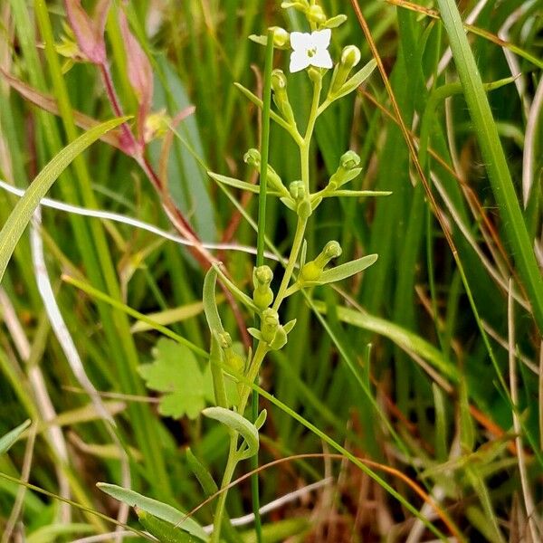 Thesium alpinum Coajă