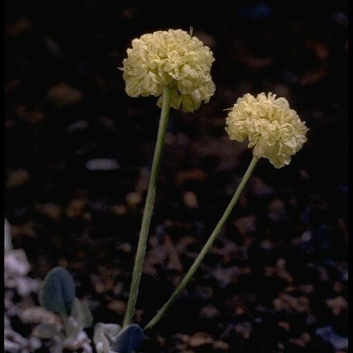 Eriogonum ovalifolium Pokrój