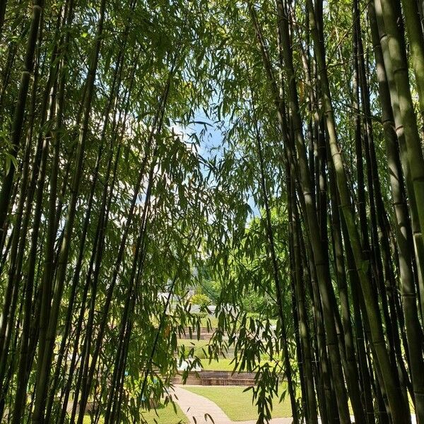 Phyllostachys reticulata Folha