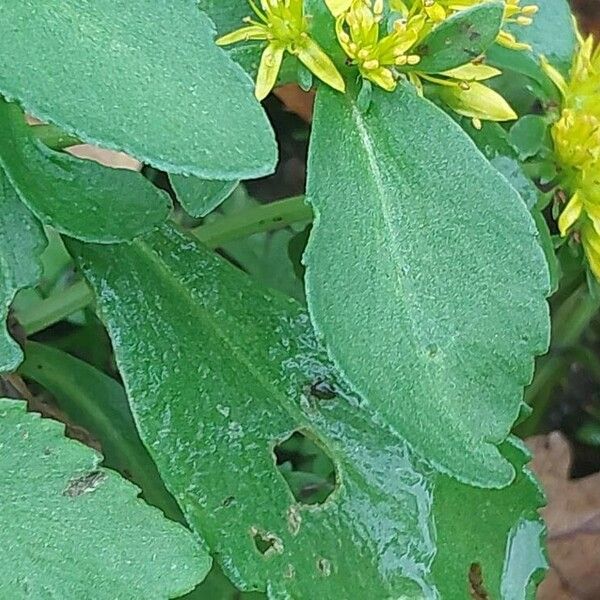 Medicago minima Leht