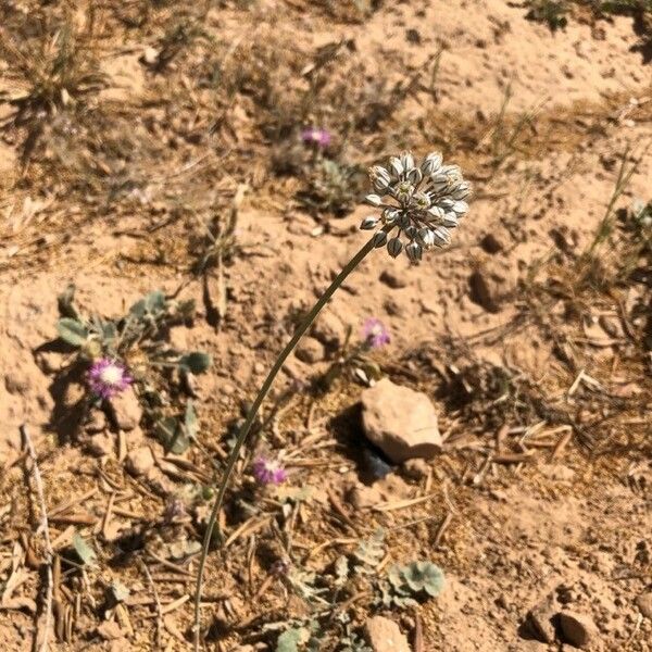 Allium paniculatum Агульны выгляд