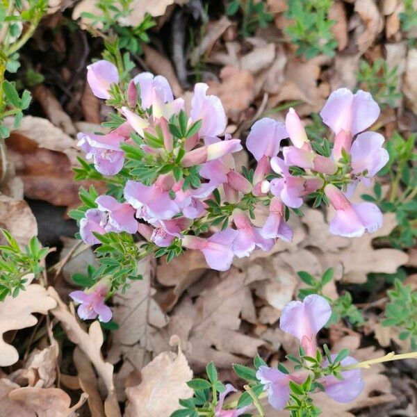 Chamaecytisus purpureus Muu