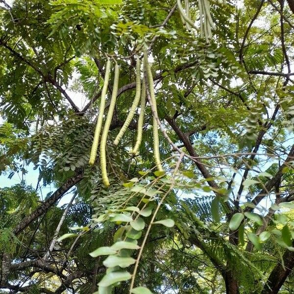 Cassia abbreviata Fruit