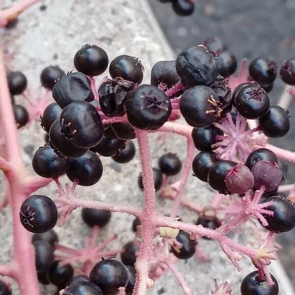 Aralia elata Frutto