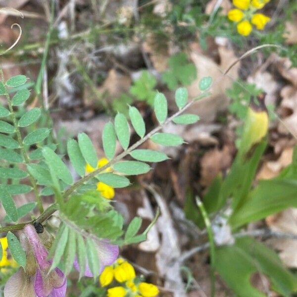 Vicia pannonica Leaf