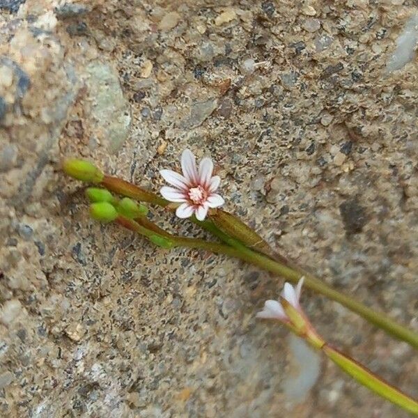 Epilobium brachycarpum Flower